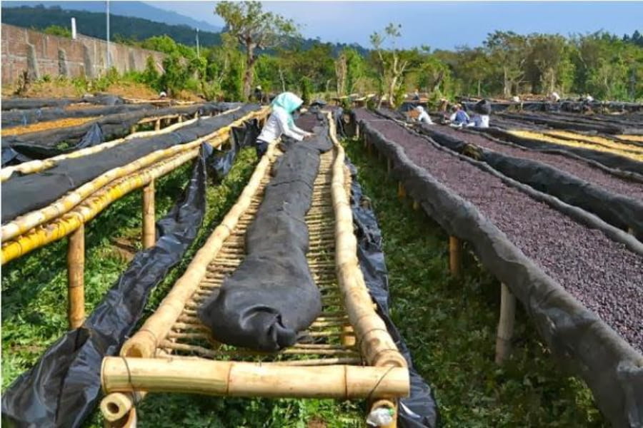 Giải pháp phơi cà phê, Giàn tre phơi cà phê cao trên mặt đất giúp thông thoáng và thoát nước nhanh