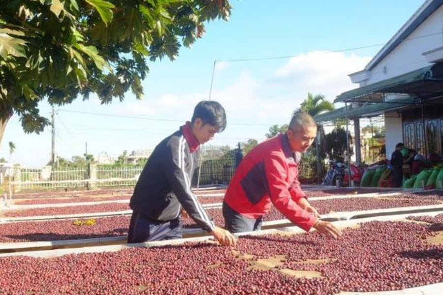 Giải pháp phơi cà phê mới - Hai người đàn ông đang phơi cà phê trên khung sàn thoáng khí