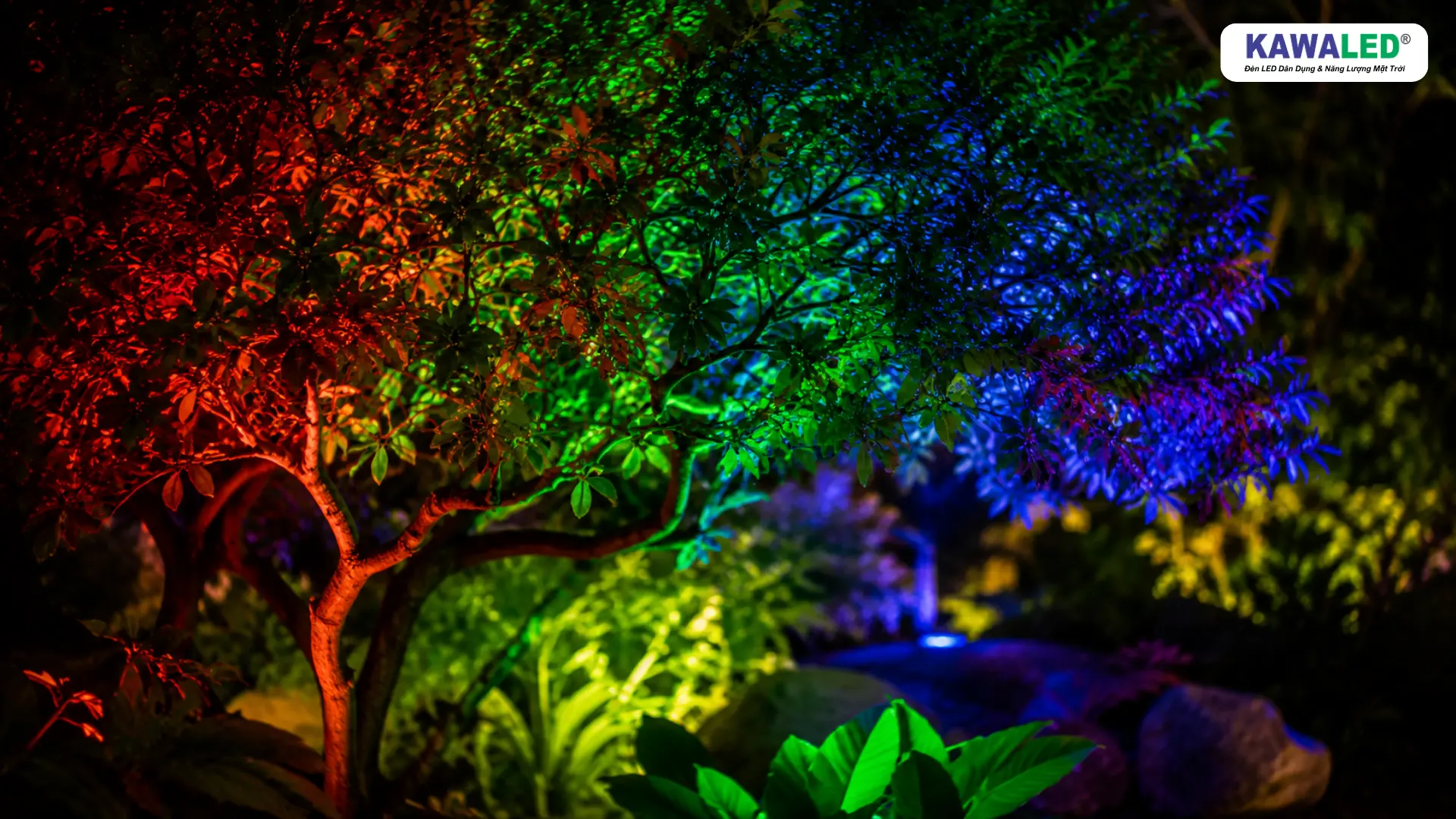 Ánh sáng RGB đỏ xanh lá xanh dương chiếu lên cây cảnh sân vườn